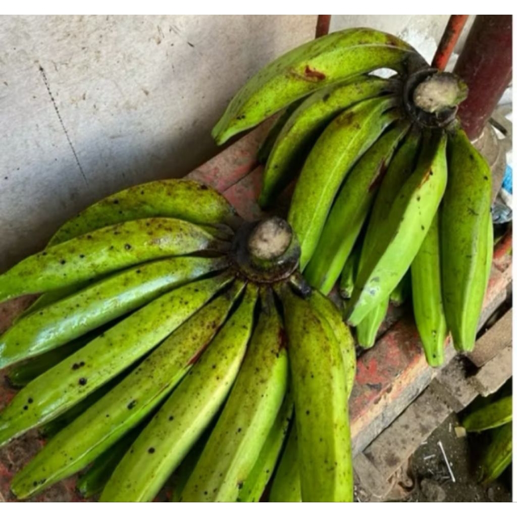 

terbaik berkualitas pisang kapas mentah 1,5 kg