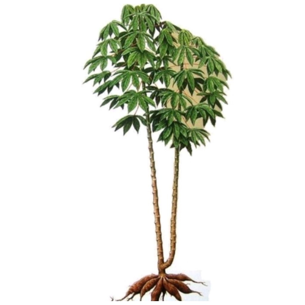 

Batang singkong 1iket 10 batang