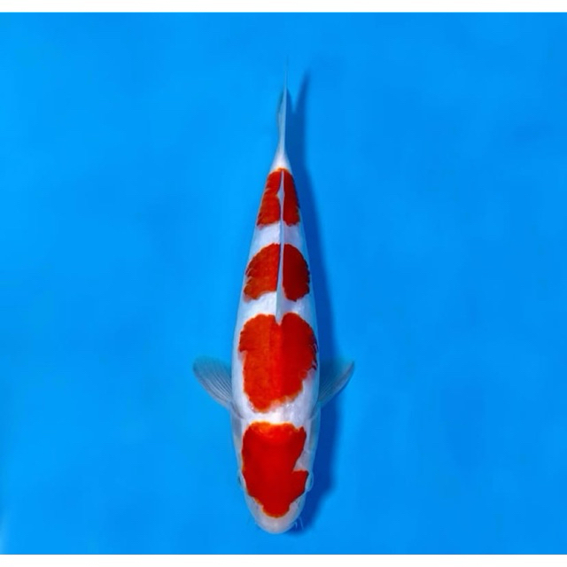 PAJANGAN AQUARIUM koi Koi Blitar - Koi Kohaku size 17-20cm - Koi merah putih
