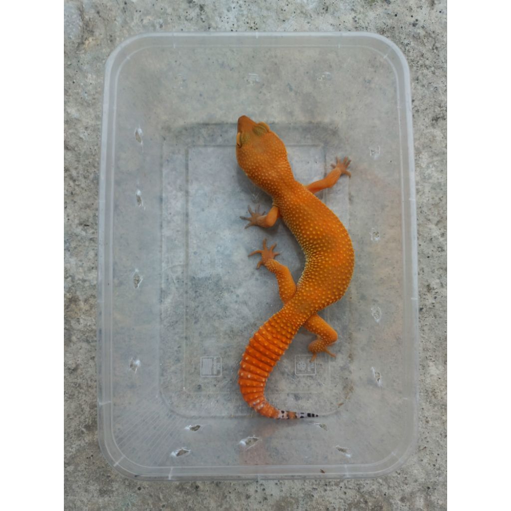 GECKO SHTCTB DARK LINE