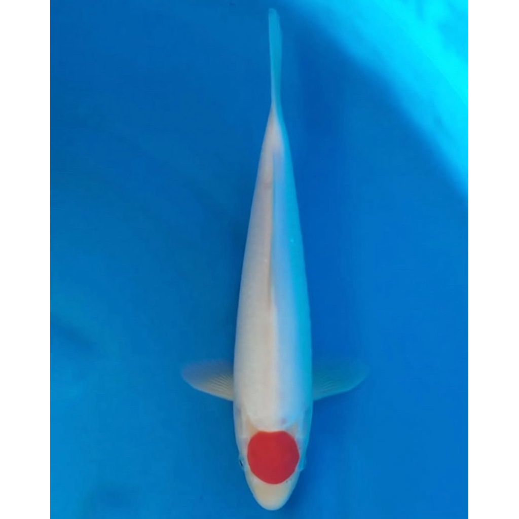 Ikan Koi Tancho Kohaku 30cm - Koi Blitar