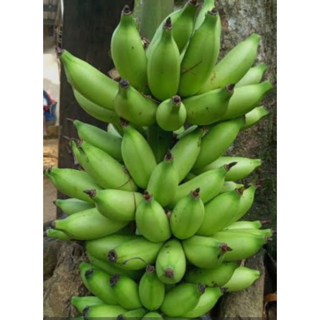 

BUAH PISANG MULI TUA SUPER 1 Kg,. #PISANG LAMPUNG #PISANG PUNTI