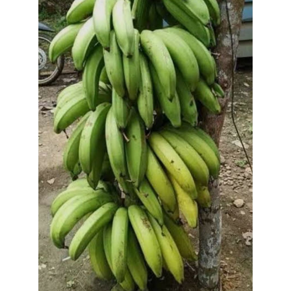 

BUAH PISANG NANGKA NENTAH TUA 1 Kg #SUPER WANGI