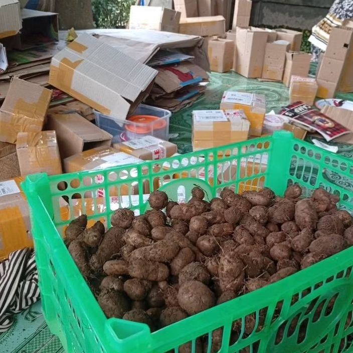 

Kumbili Grmbil Kentang hitsm kentang kecil