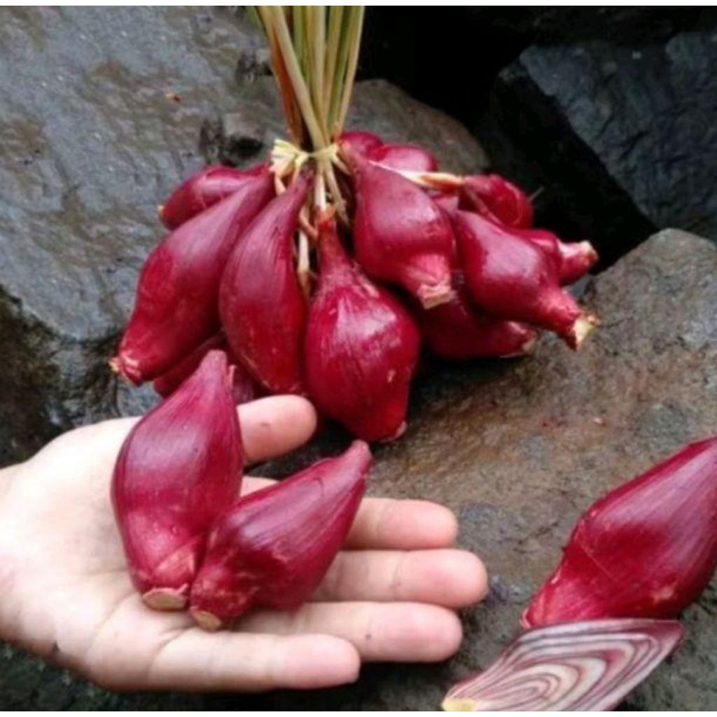 

Bawang dayak utuh 1 kg bisa untuk bibit
