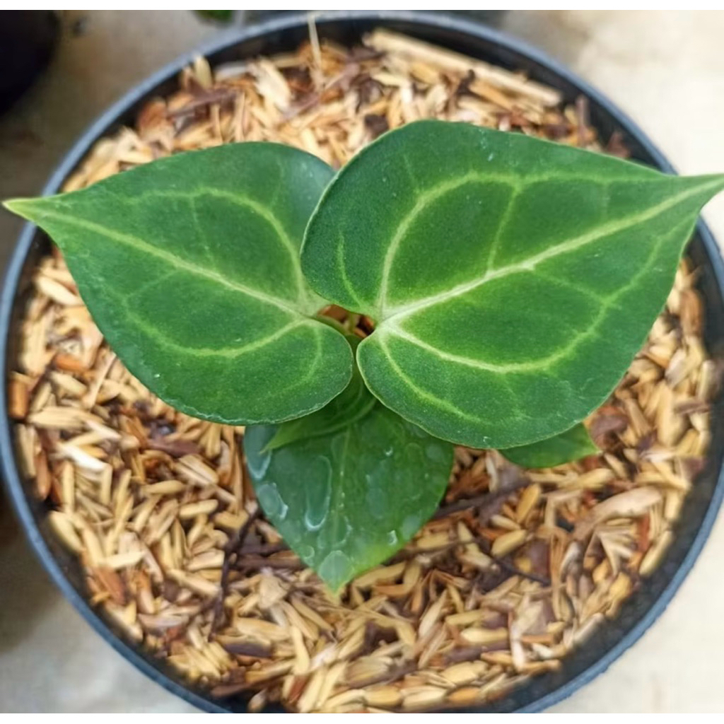 Anthurium Clarinervium | Kuping Gajah Clarynervium | Anthurium Karet | Bibit Anthurium Clarynervium