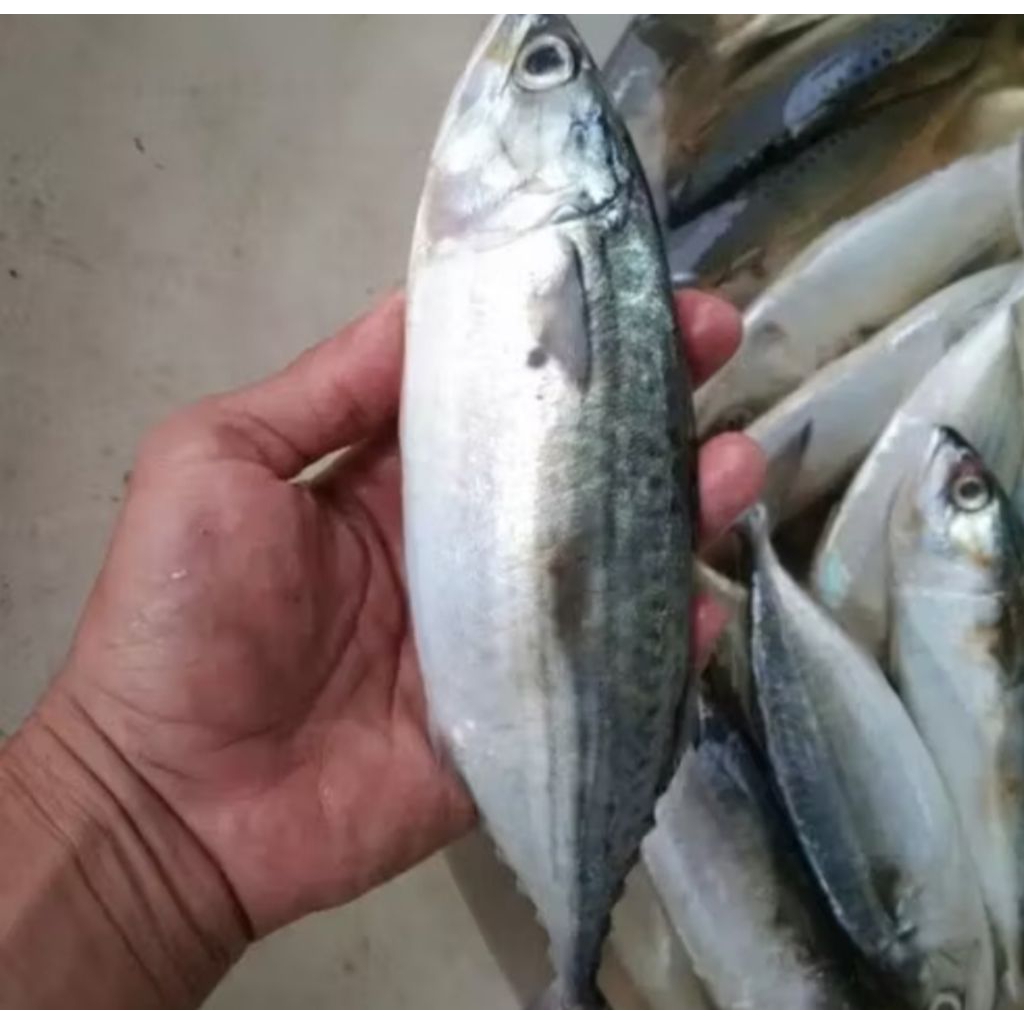 

ikan kembung besar2 1 kg fress
