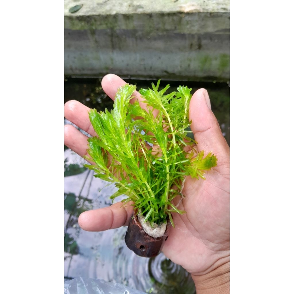 

hydrilla