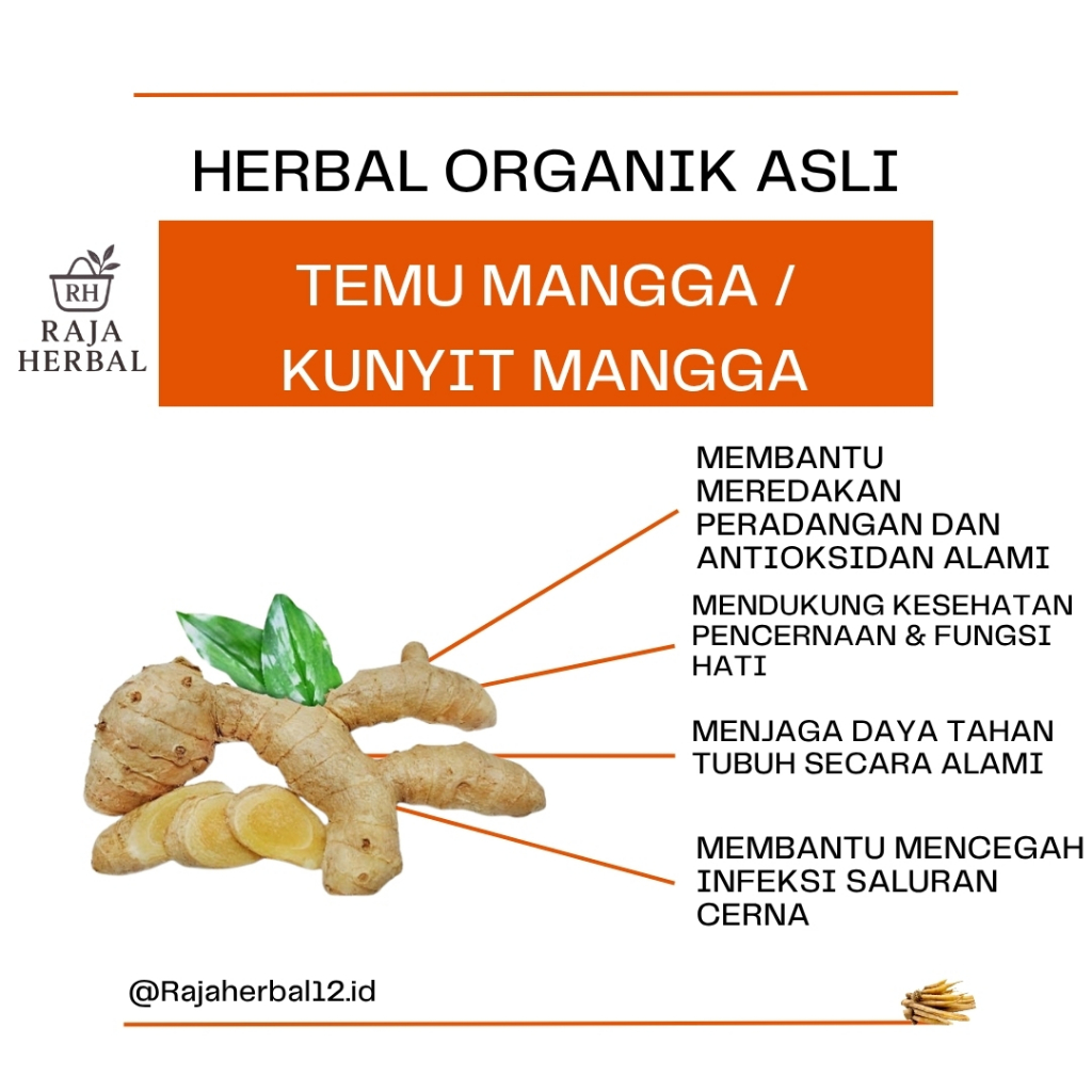 

Temu Mangga Segar 250gr 500gr 1Kg – Herbal Fresh Bersih Asli dari Kebun