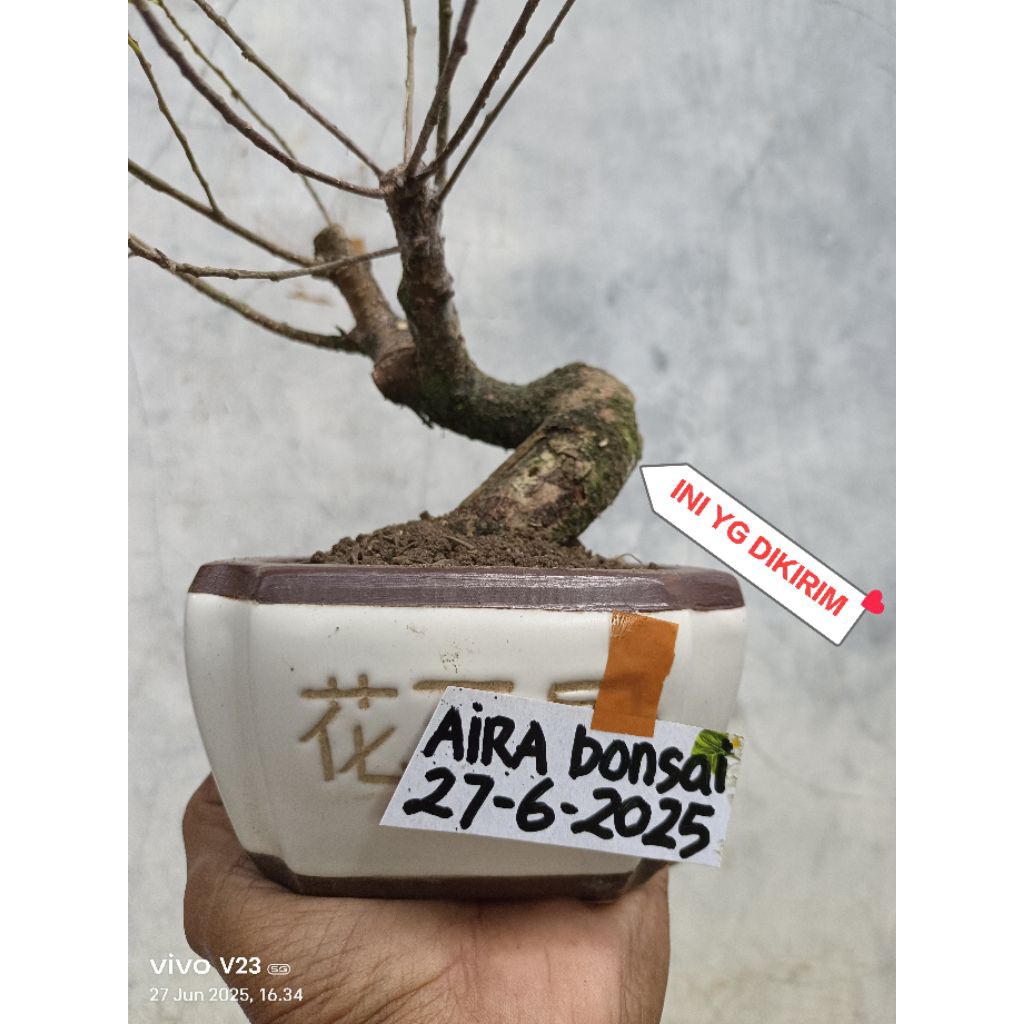 bahan bonsai kimeng prospek
