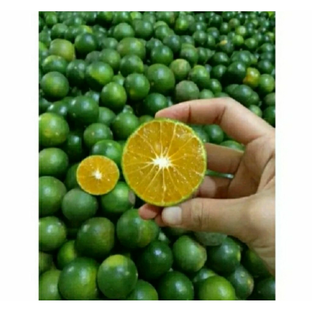 

Jeruk Siem/Jeruk Es *hokiobuah*