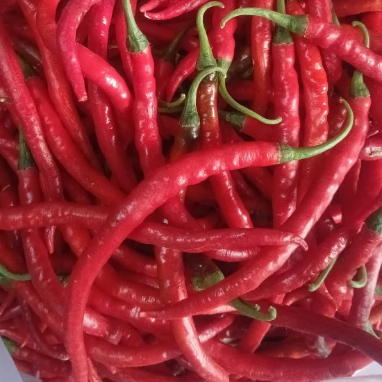 

1kg cabe merah keriting/CMK segar fress petik langsung dari kebun /sawah