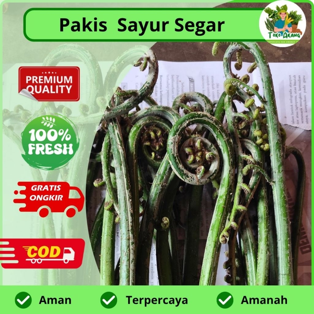 

Pakis sayur fress baru di petik murah - COD