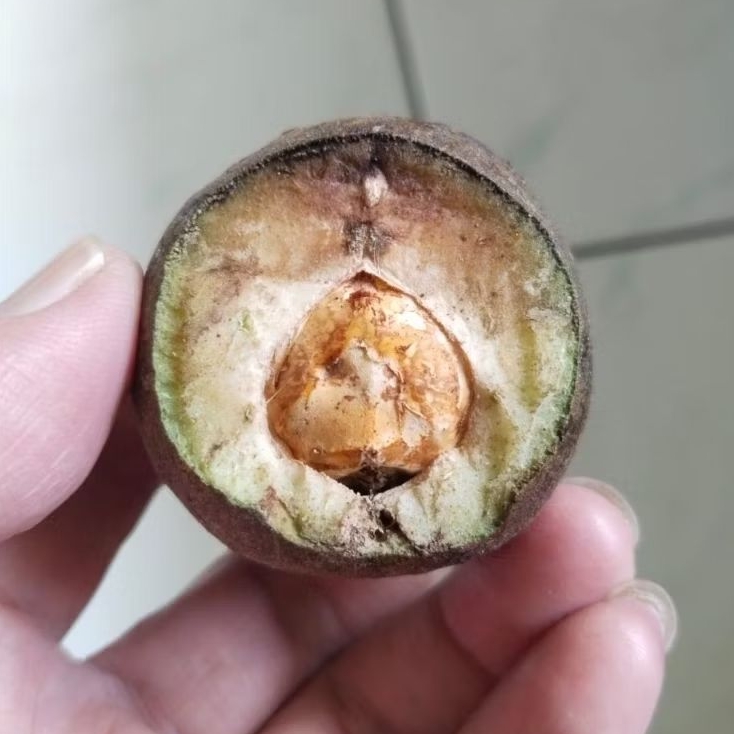 Kemiri Adu Muncang Adu Obral Yanti Si Renyem Ori Cangklongan