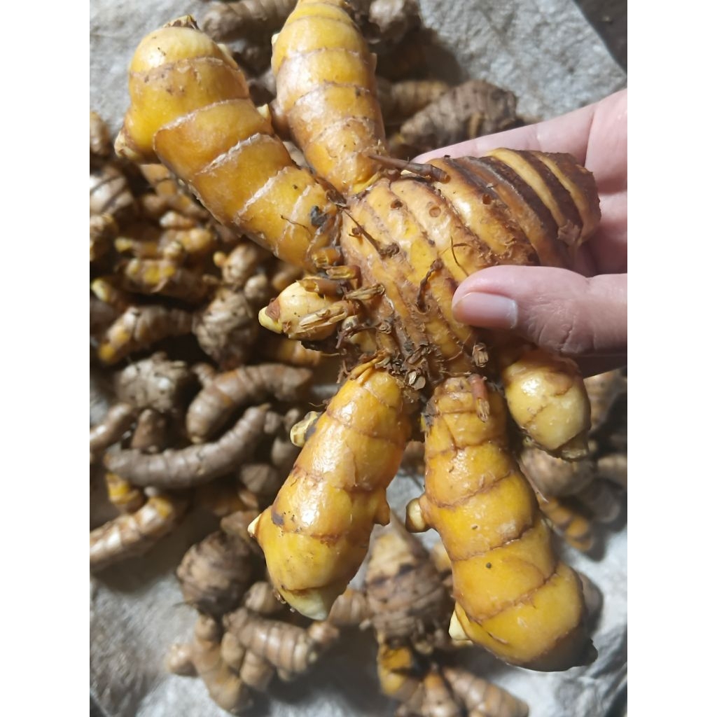 

Temulawak/ Temulawak untuk Jamu/ Obat Tradisional Temulawak/ Herbal Temulawak