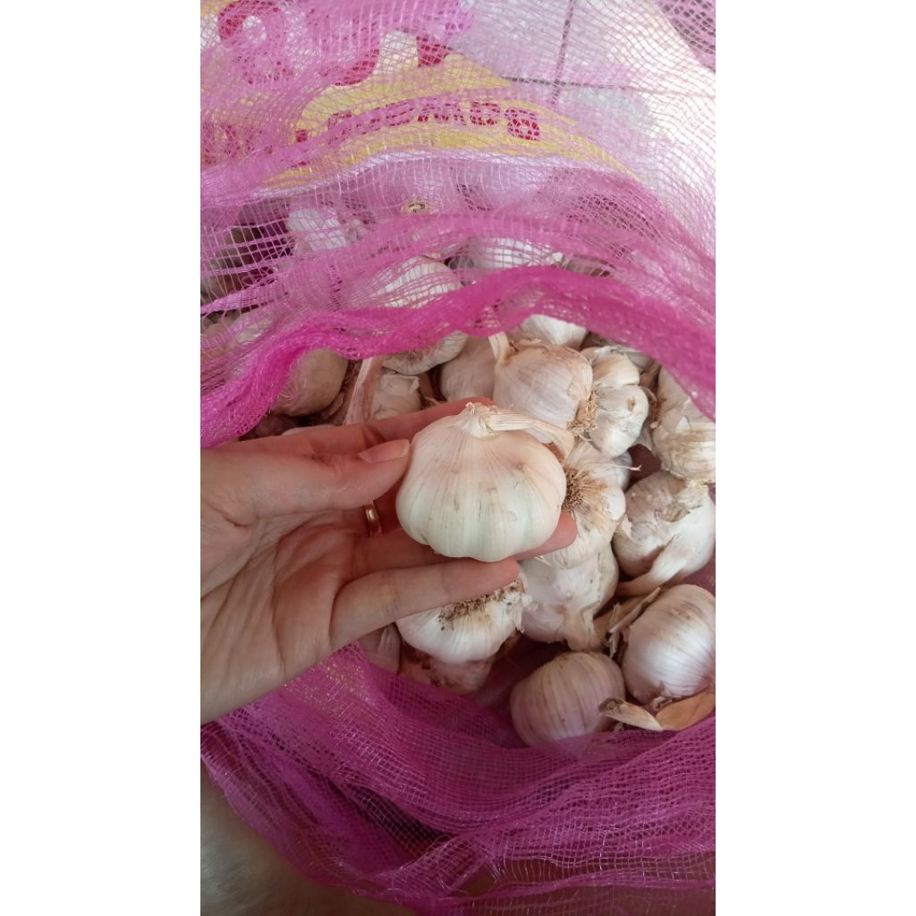 

Bawang Sinco Kating
