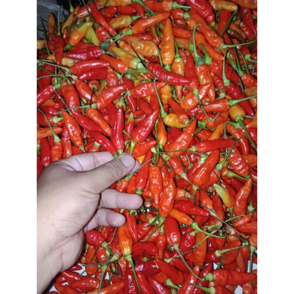 

Cabe Rawit Merah Ori 1000gr