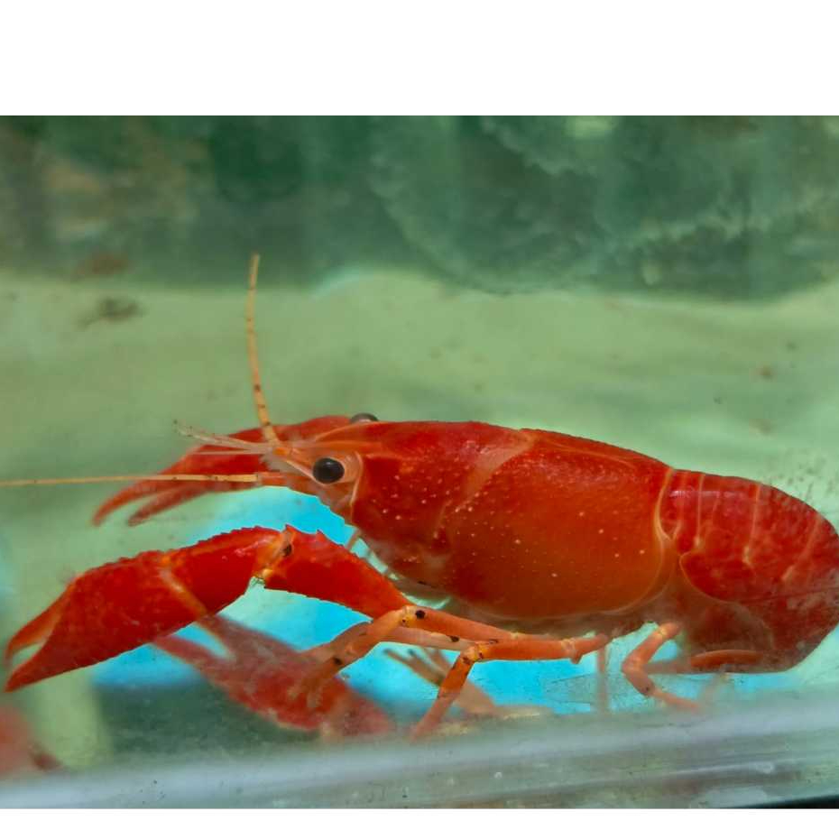 Udang Hias Lobster red air tawar