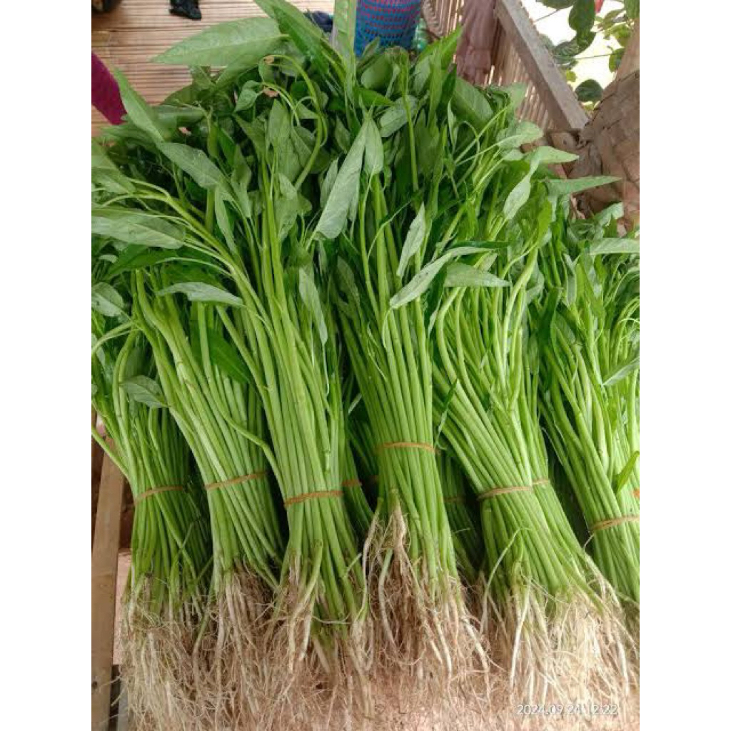 

kqngkung fresh isi 10 ikat