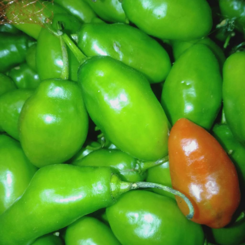 

Forcysn Cabe Gendot Segar Isi 1Kg - Paket Hemat Buah/Sayuran Cabe Gendot Segar Toraja