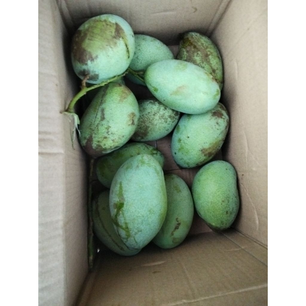 

Mangga Muda satu biji