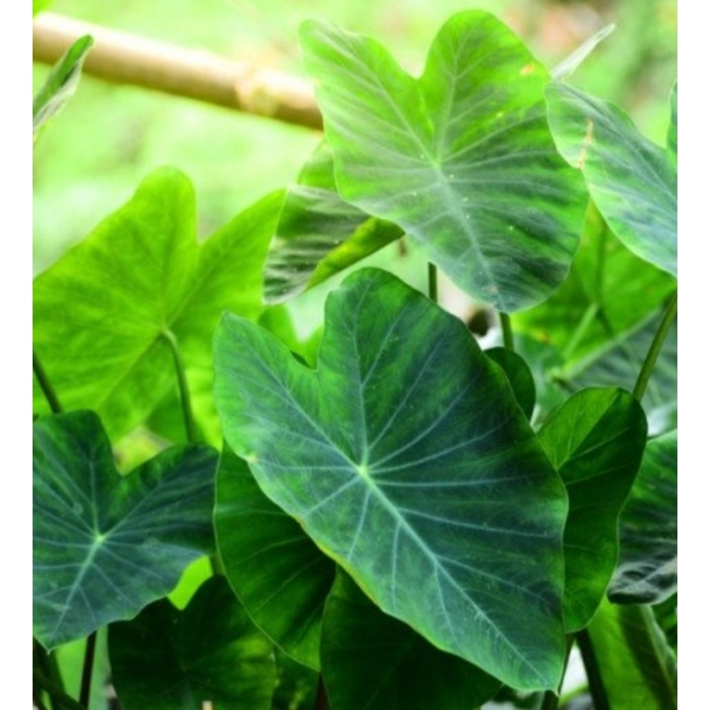 

Daun Talas Segar | Daun Talas Per Lembar | Cocok untuk Bungkus Masakan