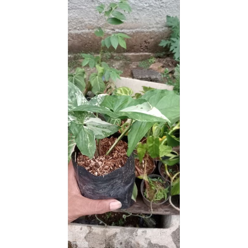 (BISA COD) Tanaman hias syngonium albo varigata - syngonium albo varigata