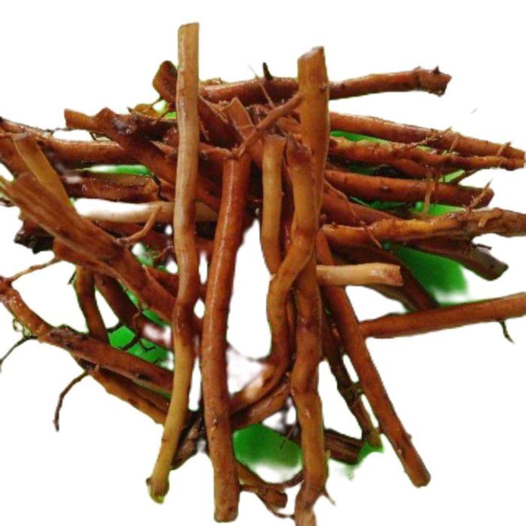 

Akar aren segar akar pohon aren 1kg