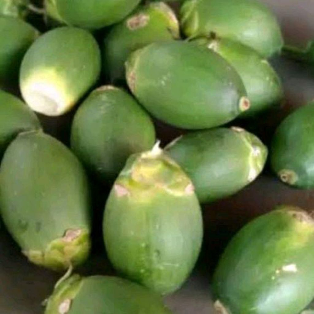 

Buah pinang muda seger 1kg