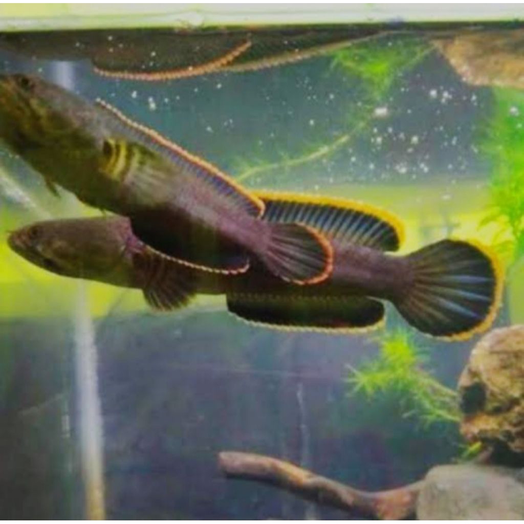 

(GARANSI 100%) stiker chana limbata WC pair size 15-19cm