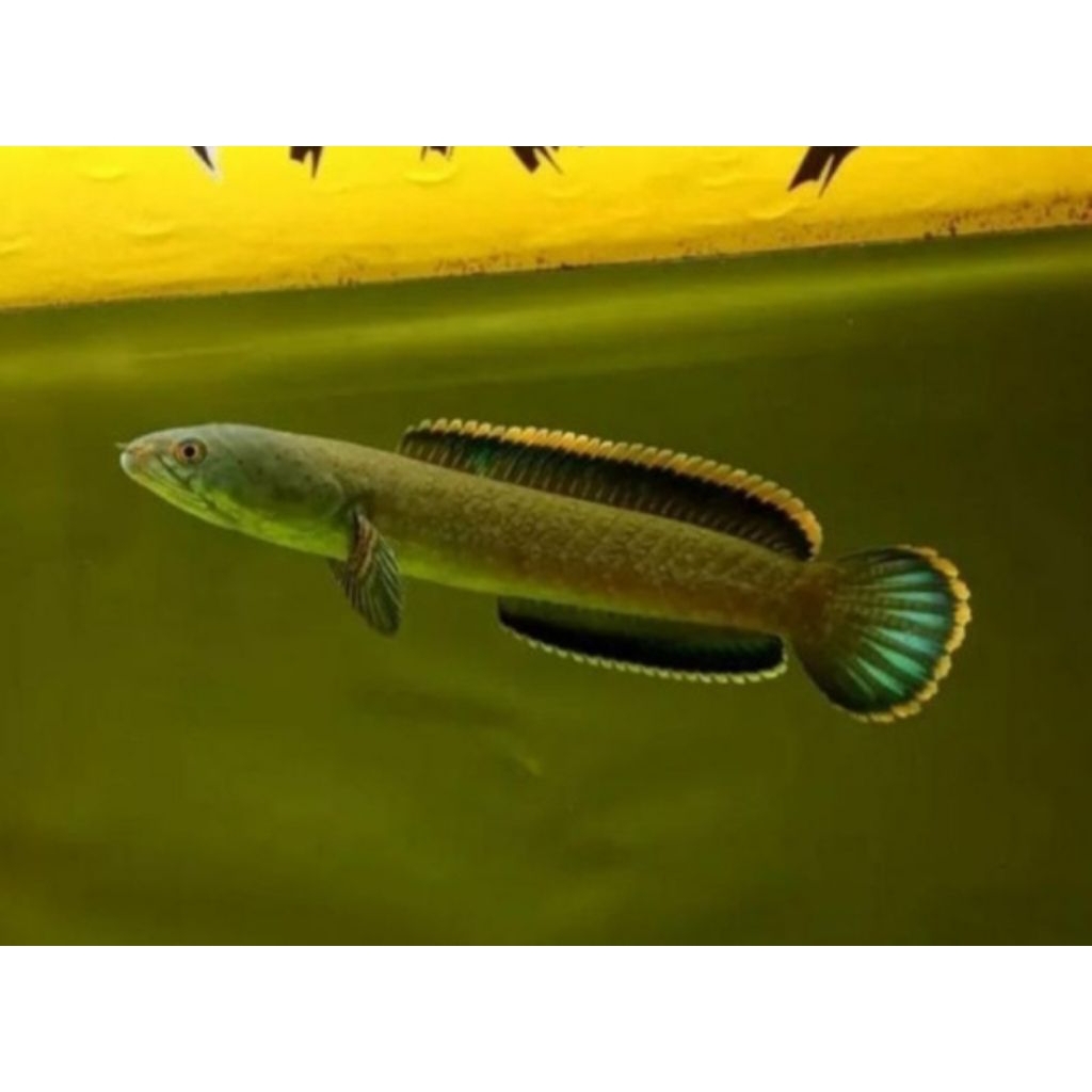 

Sticker chana limbata WC size 14-17cm