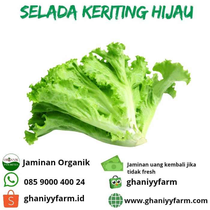 

Sayur Organik Selada Keriting Organik 250 Gram