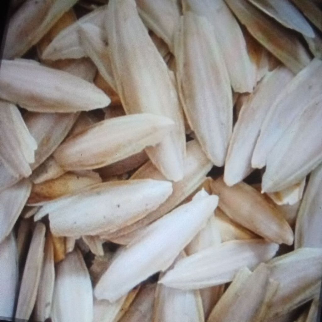 

STIKER TULANG SOTONG 17-18CM 1000GRAM