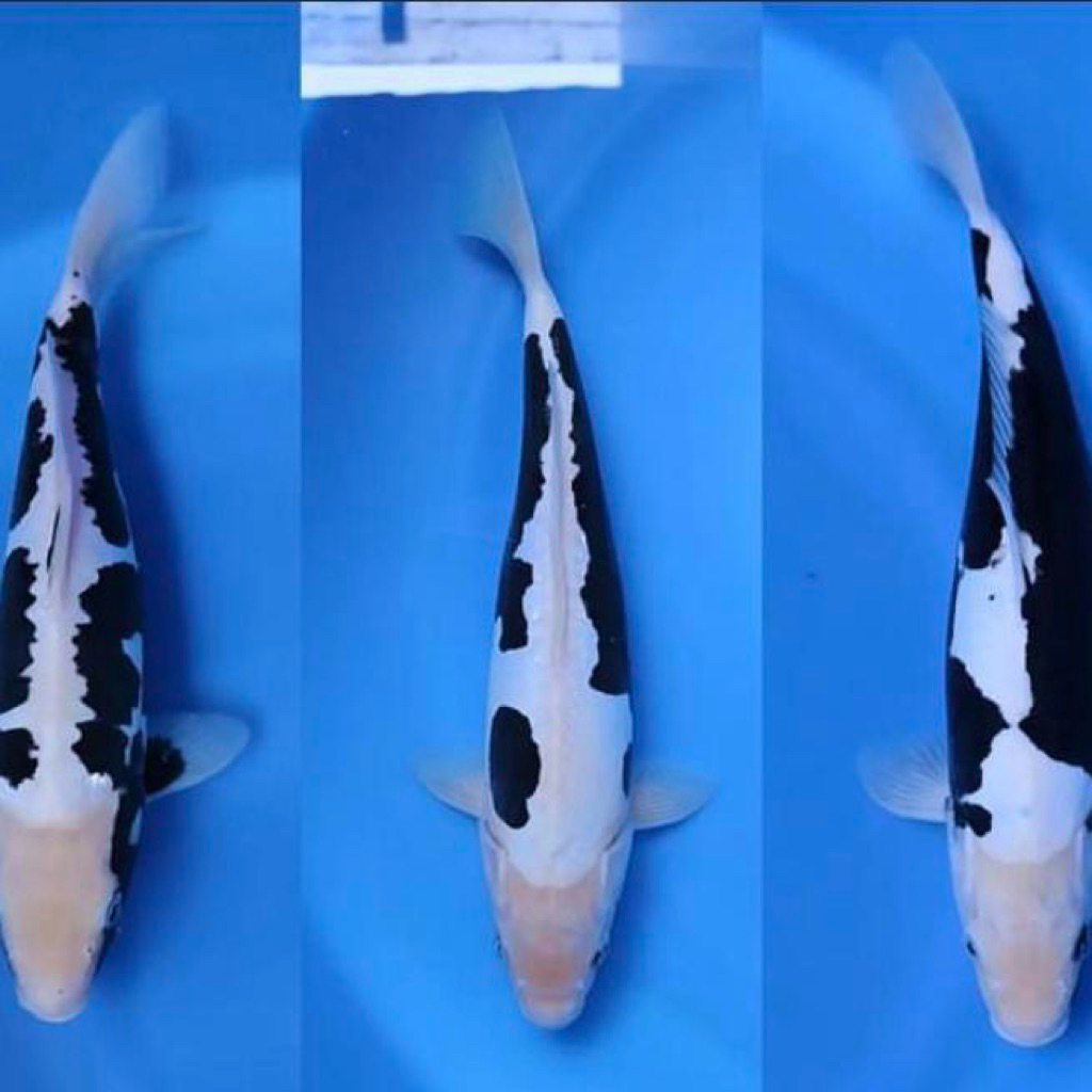 Ikan Koi Kumonryu 28-30cm - Koi Antik - Ikan koi Kumon