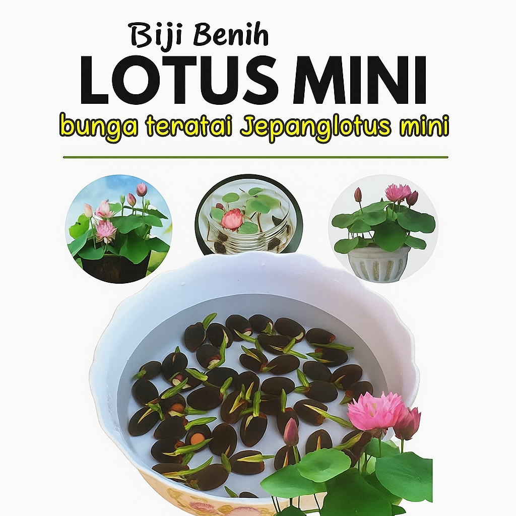 JAVARA SEEDS - Javara Biji Teratai Lotus Teratai Jepang Teratai Mini Dalam Mangkuk
