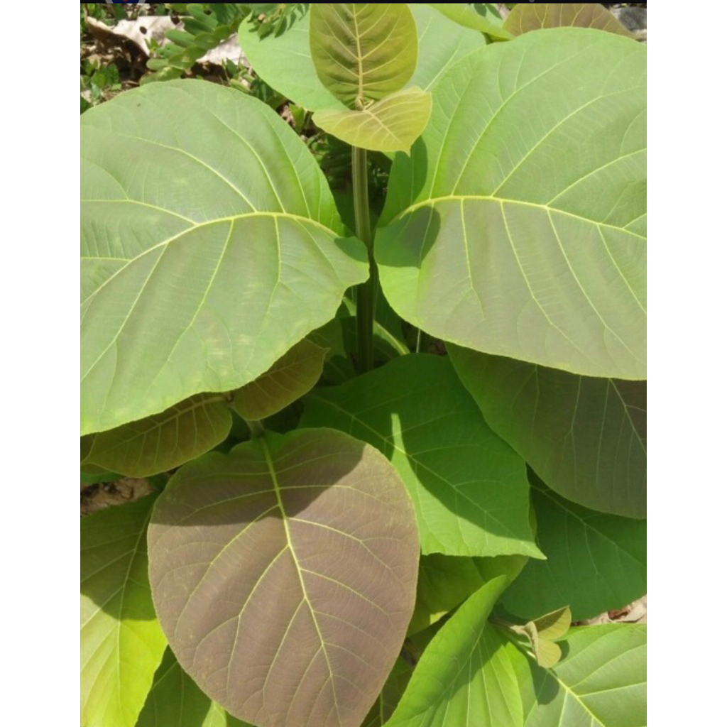 

daun jati paling laris perikat isi 35 lembar