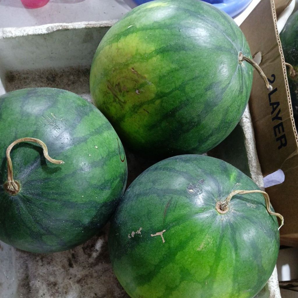 

Semangkanya non biji 3,5 kg - 4,5 kg