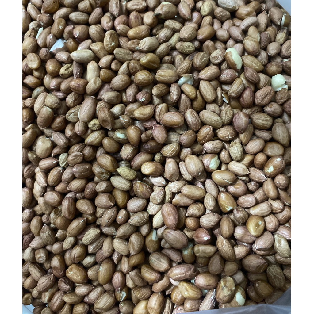 

Kacang Tanah