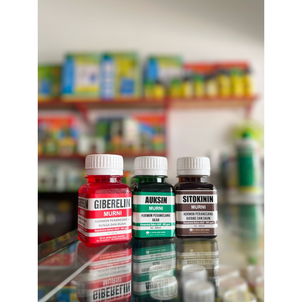 Zat Pengatur Tumbuh Auksin Sitokinin Giberelin