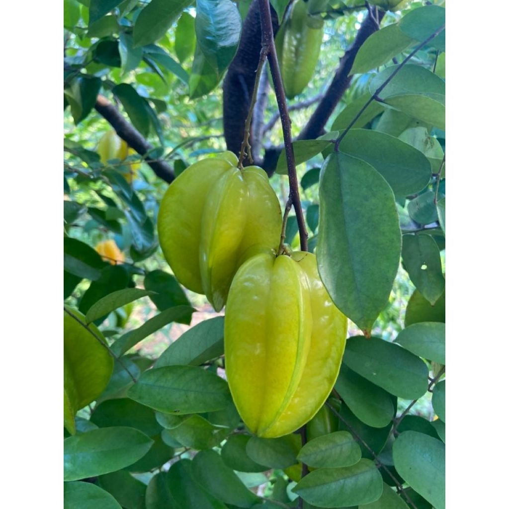 

Daun Belimbing Segar Fresh Langsung di Petik