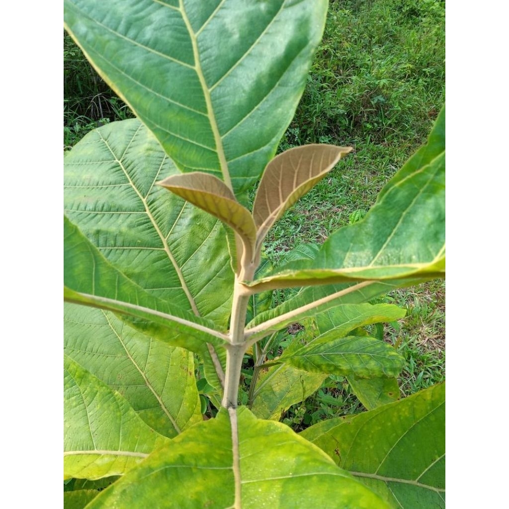 

Daun Jati Segar Fresh 1 Lembar Langsung Di Petik