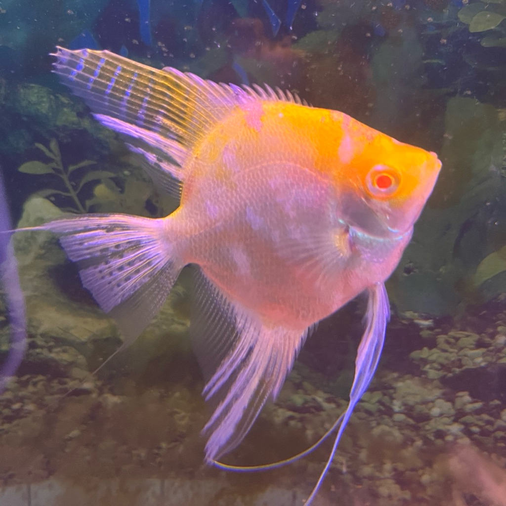 Manfish Red Head Marble Albino 4cm