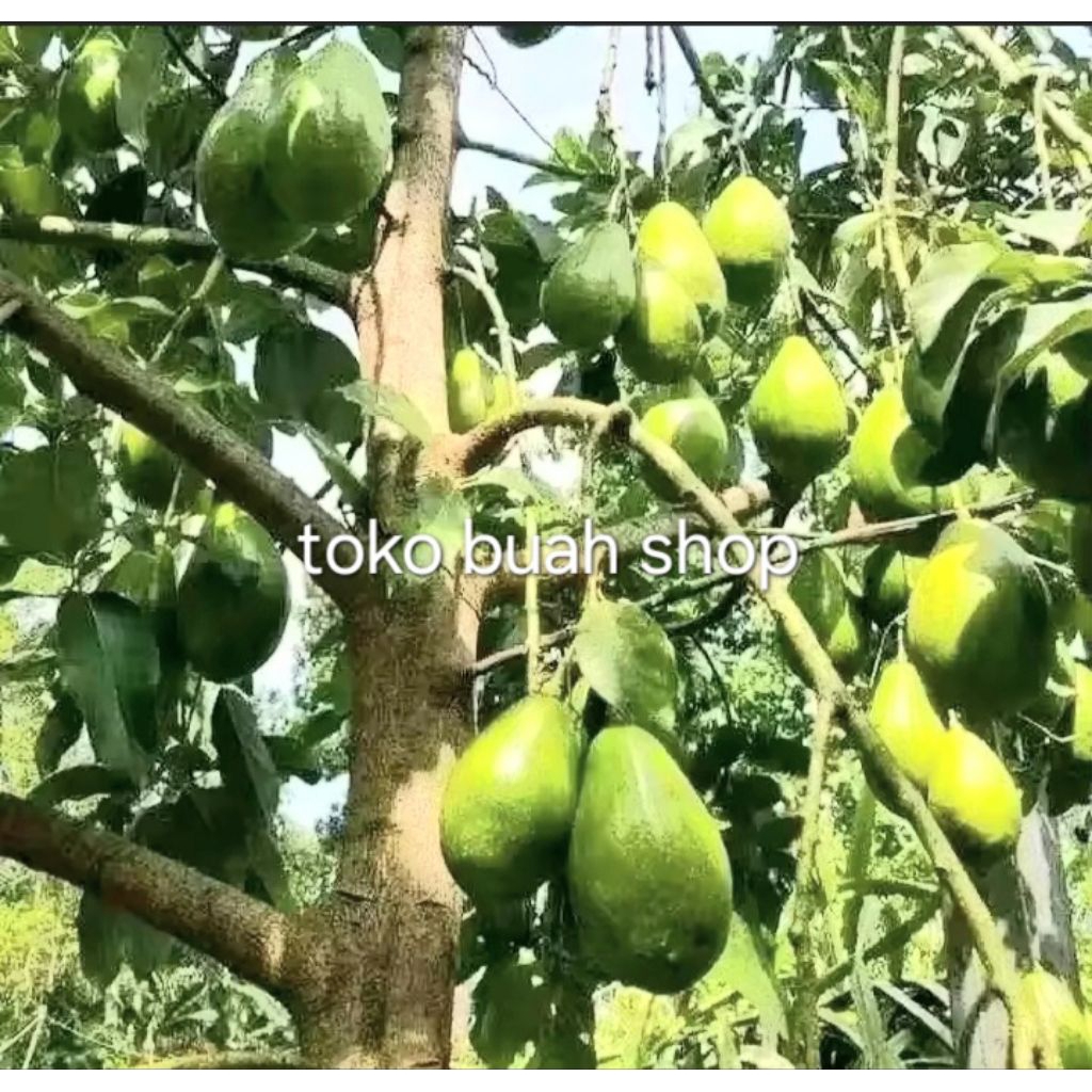 

buah.alpuket.mentega.super.kuning