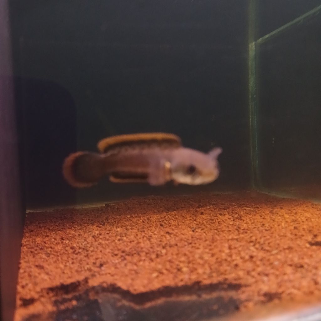 channa limbata cb ±6 cm