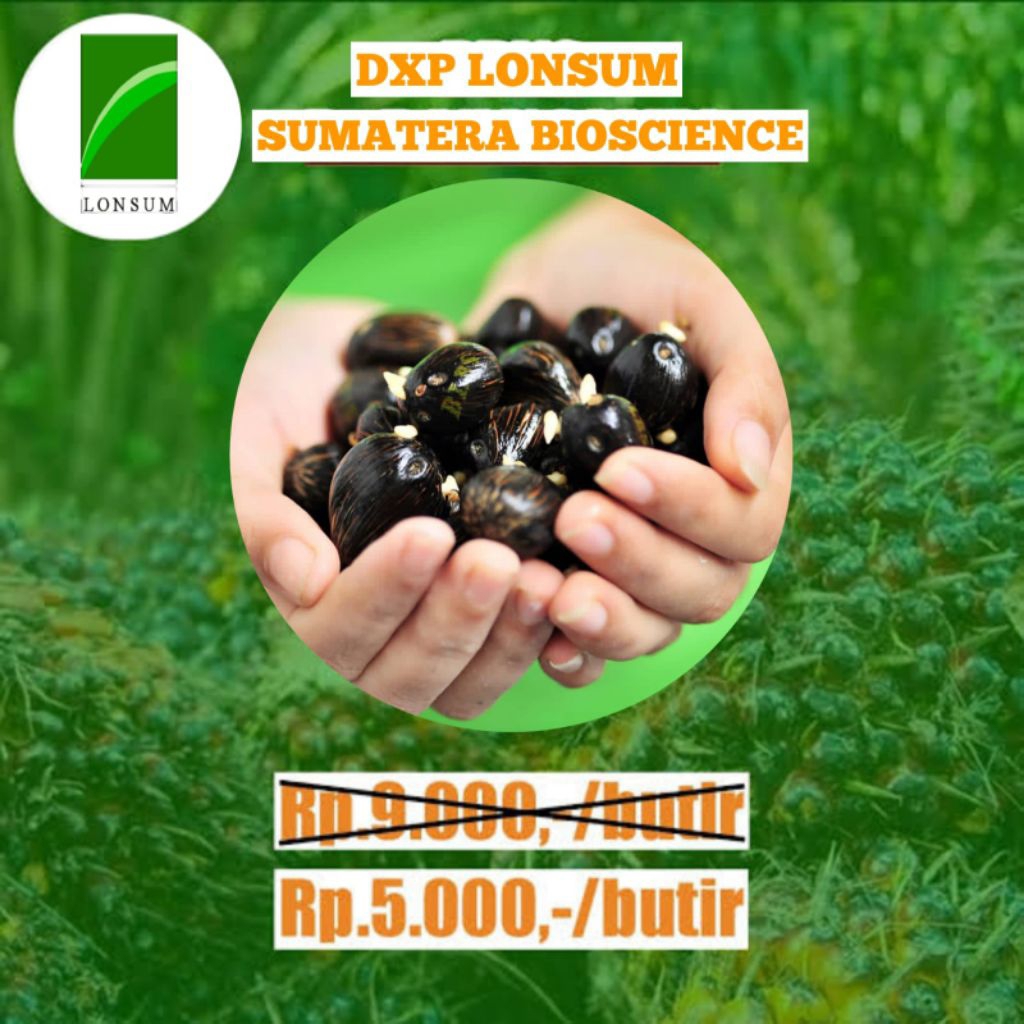 BIBIT KELAPA SAWIT LONSUM KUALITAS UNGGUL TERBAIK