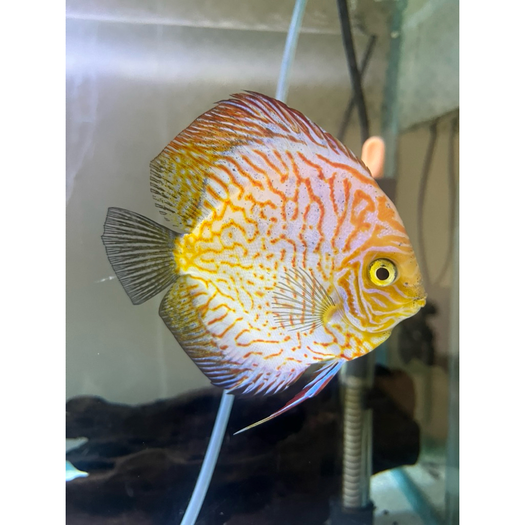 Discus Pigeon 3,5”