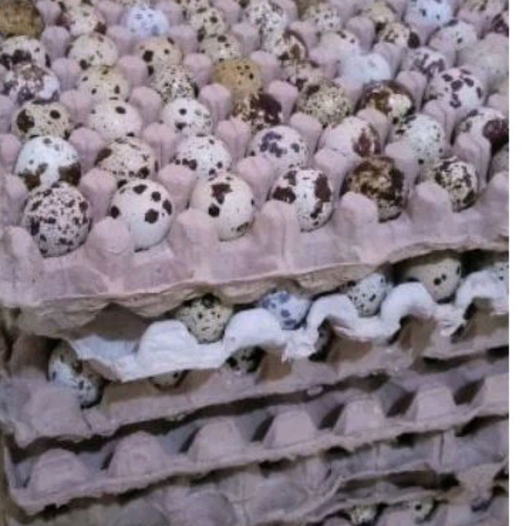 

Telur puyuh fresh langsung dari kandang / 20 butir