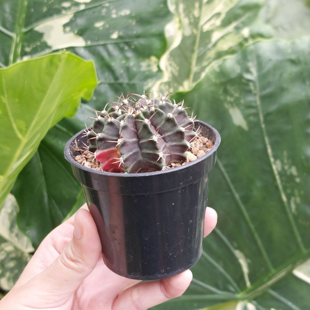 Gymno GYMNOCALYCIUM Varigata Miha Kaktus Mini Sukulen Lucu