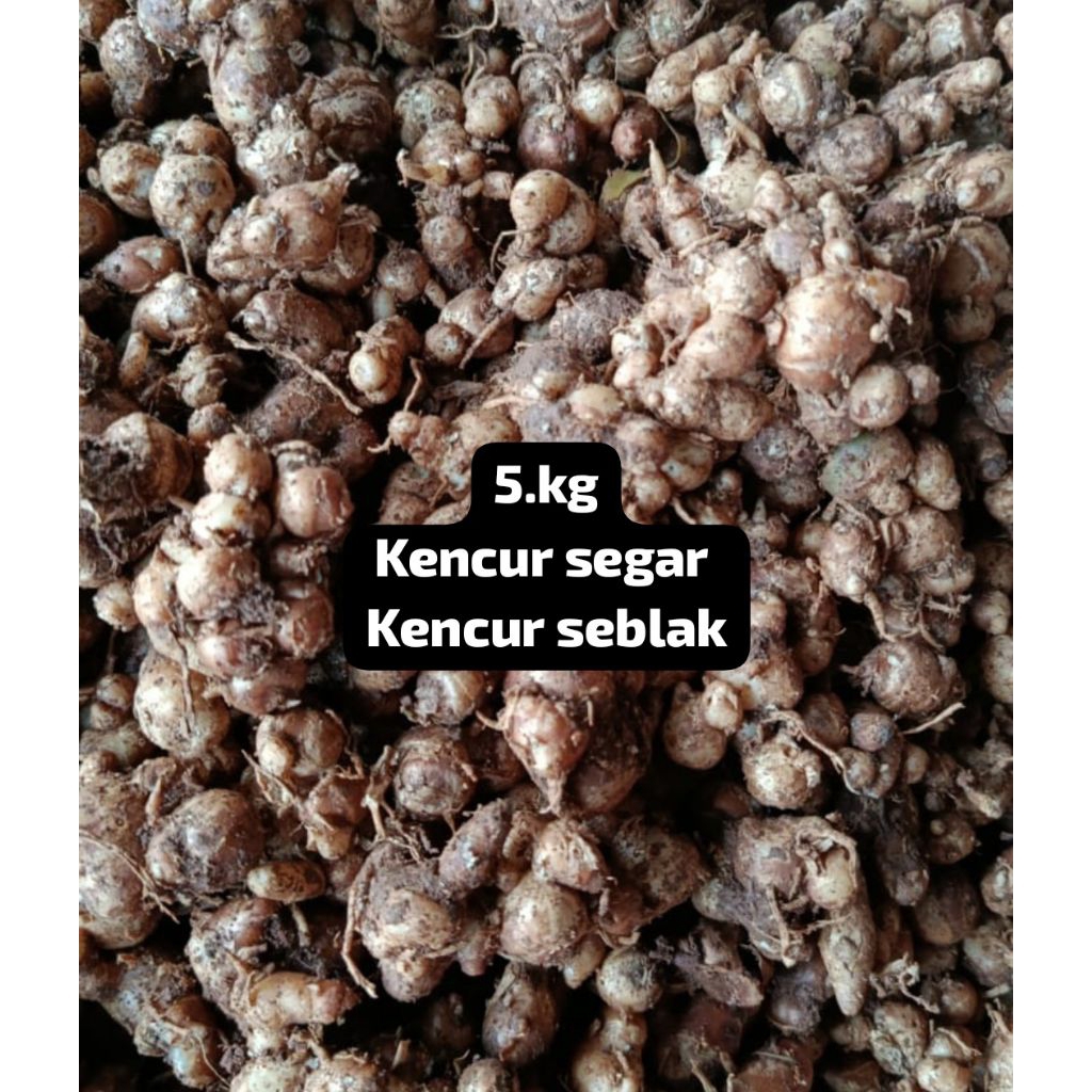 

stok ready ( 5.kg ) KENCUR SEGAR CIKUR CIAMIS WANGI COVOK UNTUK BUMBU SEBLAK