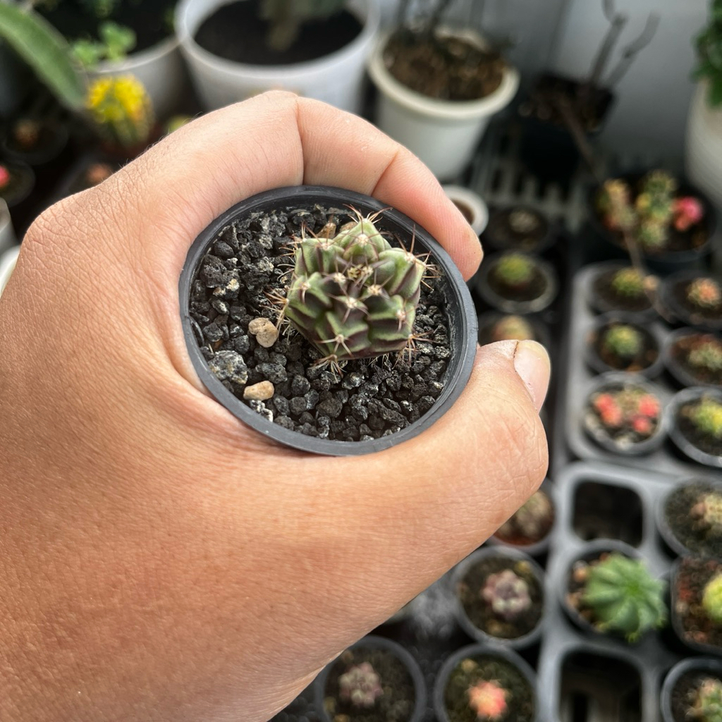 anakan kaktus gymno rootbeer